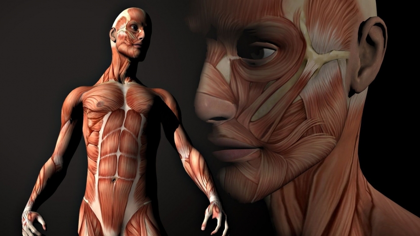 10 удивительных фактов о человеческом теле