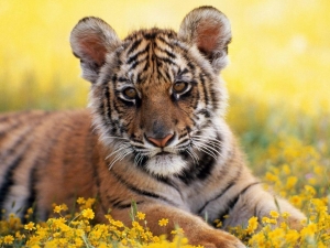 Несколько неизвестных фактов про тигров