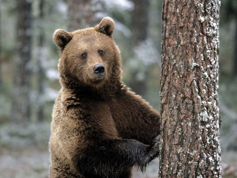 Интересные факты о буром медведе 
