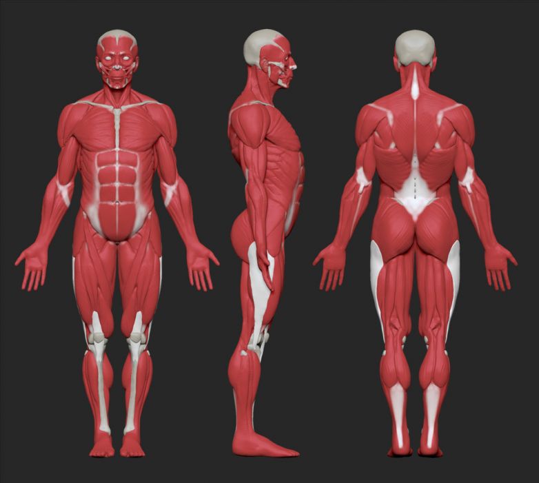Интересные факты о мышцах человека