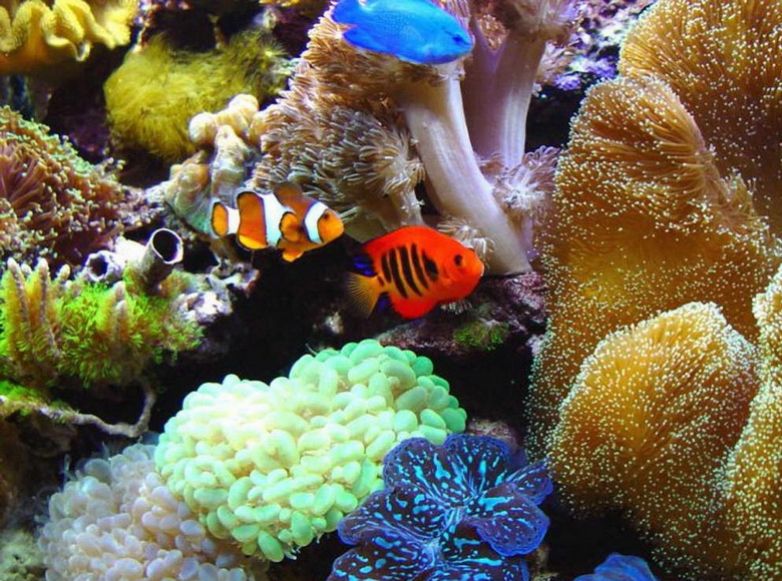 Морской аквариум - лучшая вещь для душевного спокойствия