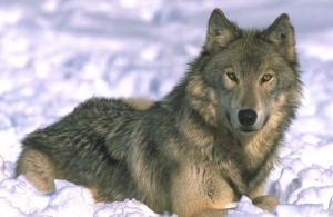 Малоизвестные факты про волков