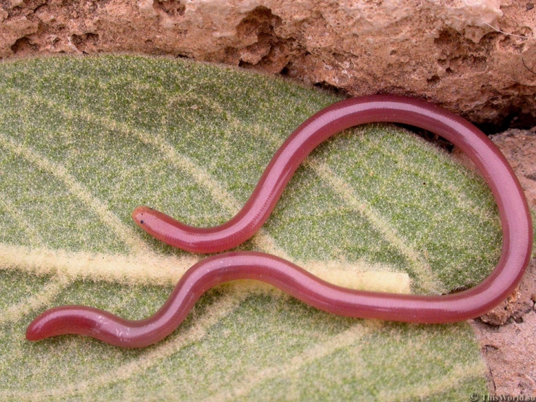 Интересные факты о червях